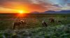 1436082-wild-horses-1.jpg