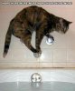 Nope-Cat-Meme-09-1.jpg