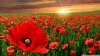 sunset-poppy-field_00449586.jpg