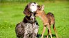 4.3.15-Dogs-and-Baby-Animals2.jpg