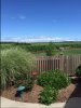 vineyard.JPG