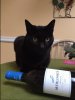 drunk cat 2.JPG