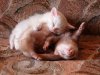 unlikely-animals-sleeping-together-posted-at-aweso.jpg