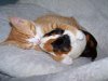 Unusual-animal-friendships-04.jpg