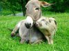 funny-donkey-pigs-farmanimal-pictures-animal-frien.jpg