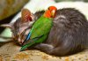 unlikely-animals-sleeping-together-posted-at-aweso.jpg