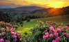 pink-flowers-on-the-hill-8397.jpg