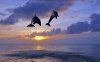 of-dolphins-jumping-sunset-high-definition-wallpap.jpg