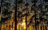 tall-trees-in-the-sunset-6707-1280x800.jpg