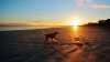 happy-dog-on-the-beach-animal-hd-wallpaper-1920x10.jpg