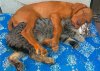 Animal-friends-dog-kitty.jpg