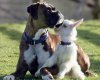 Unusual-animal-friendships-05-1.jpg