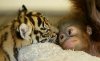 ss-111014-unlikely-friends-organutan-tiger.ss_full.jpg