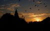 32377-birds-flying-at-sunset-1280x800-photography-.jpg