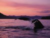 humpback_fluke_sunset.jpg