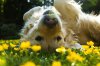 spring-summer-dog-grooming1.jpg