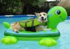 dog-in-pool-600x413.jpg