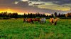 horses_golf_food_sunset_26096_2560x1440.jpg