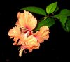 orange hibiscus4.jpg