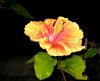 tropical hibiscus2.jpg