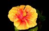 tropical hibiscus3.jpg