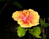 tropical hibiscus4.jpg