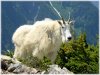 hornedgoat.jpg