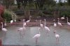 flamingos.jpg