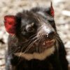 tasmanian_devil.jpg