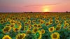 sunflower-sunset-phone-wallpapers.jpg