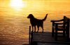 glowing-sunset-dog-copy.jpg