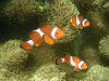 Ocellaris_clownfish.jpg