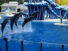 seaworld.jpg seaworld.jpg