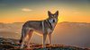 dog_mountains_sunset_top_95744_1920x1080.jpg