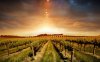 vineyard-wallpaper-7.jpg