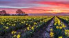 fields-field-daffodils-sunset-tree-amazing-meadow-.jpg