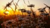 Daisies-Sunset-Nature.jpg