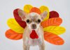 thanksgiving-dog-turkey-costume-1(2).jpg