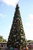 AK Christmas Tree.jpg