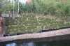 EE tea garden.jpg