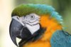 Macaw 2.jpg