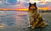 collie-rough-dog-at-the-sunset-pic.jpg