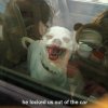 Funny-Animals-with-Captions-9(1).jpg