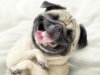 funny-dog-laughing-and-showing-tongue-picture.jpg