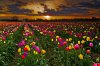 sky-clouds-sunset-the-field-plantation-flower-tuli.jpg