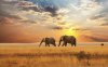 Elephant-couple-animal-in-forest-sunset.jpg