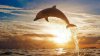 dolphin_jump_sea_sunset_51403_3840x2160(1).jpg