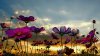 flowers-flower-sunset-flowers-sky-sunbeams-magenta.jpg