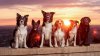 dogs-friends-sunset(2).jpg