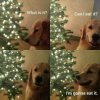 146355-funny-dog-Christmas-Tree-meme-svbD(4).jpg